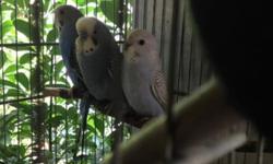 I have a pair of parakeet that are half english. They are much bigger than regular parakeets but are not full size english parakeets. Male is split to albino. They are a proven pair. They baby on the right is one of the current babies they have. If you