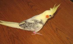 Two cockatiels are ready for new homes. These friendly little birds hatched July 19 & 20 and where hand feed since 2-3 weeks old. They are both pied in color.
One is a DNA tested male, I am asking $120 for him. I am asking $80 for the other one, I don't