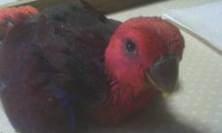 Eclectus Parrots are about as exotic as you can get. Beautiful female is 7 weeks old at the time of this post, should be weaned and ready around 12 weeks. Eclectus can develop good vacabularies and are affectionate. 1/3 deposit $300 will hold this baby