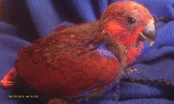 Beautiful and Exotic Eclectus Parrot. She loves to cuddle. Only 6 weeks old we are taking deposits 50% to hold her for you till weaned around 12 weeks old. She is banded and comes with hatch certificate.