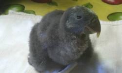 This Baby is so nice and loves to be held. He is starting to vocalize so he should be a good talker. His hatch date is 09/15/12. Our babies are all Banded and have Hatch Certificates. This baby should be ready just in time to make a great Christmas gift.