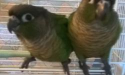 Hello! I have two baby Green Cheeked conures available for adoption. The babies have both weaned on to Zuprem fruit pellets recently. They are hand-fed and hand-tamed. These babies are very friendly with people, and they love to snuggle! Please contact if