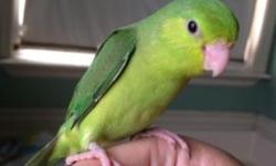 Hand-fed Baby Parrotlets
2 green females coming on 4 months old $100 each
1 green male, super sweet $200
Each come with a small carrier and small bag of food. If interested, please contact Tricia at 916-308-8088. Thank you!