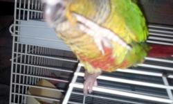 I have one baby, Yellow-sided Green Cheeked conure and two regular Green Cheeked conures available now. I believe the regular Green Cheeked conures are boys, because they have their father's stature, but they have not been sexed.
By the way, the babies
