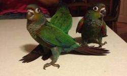 Hand-fed Crimson Bellied Conures. They are super sweet, go to anyone, and always want attention. They are about 3 months old, weaned, and ready for new homes. I just DNA sexed them and waiting for the results. If interested, please contact Tricia at