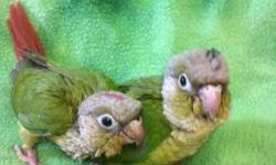 At this time we have two Turquoise Yellow Sided, two Cinnamon and two Turquiose Cinnamon Green Cheek Conures available. All were hatched between March 27 and March 31, 2012. They were handfed, raised and socialized in our home. All are loving and hand