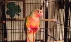 Hand-fed Pineapple Conure that has extra red and very pretty and sweet. He is four and half months, weaned, and ready for new home. I have more coming that have more red then this one. If interested, please contact Tricia at 916-308-8088.
This ad was