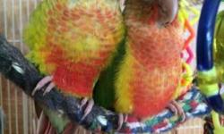 Super sweet and friendly, hand-fed pineapple green cheek conures. Some are extra red and high red. All $250 each and they come with a small carrier and small bag of food. Will ship or deliver for additional fee. Please contact Shayla at 530-632-9698.