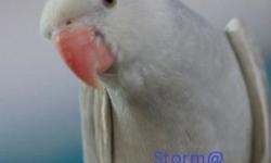 Cockatiels $150ea, come with food, treats & toys. Several colors to choose from(WhiteFace, Normal Pied, Cinnamon Pied, Lutino, Whiteface Lutino)
Blue Quaker $400e, come with food, treats & toys.
Indian Ringneck $300, only one male available right now.