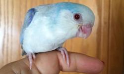 Two Hand-fed Sweet Baby Parrotlets
Blue Lucidia Pied Fallow male $400
Green Lucidia Pied male split to fallow $300
Green Pied Fallow female $300
These babies are super sweet and ready for new homes. Please contact Tricia at 916-308-8088. Thank you. They