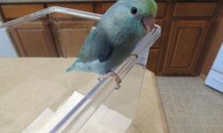 I have 4 baby parrotlets that are weaning and almost ready to go to their new homes. 1 turquoise female parrotlet $225, 1 green male $150, 2 green females for $100 each. Shipping is available for additional $75 which includes shippping crate and care