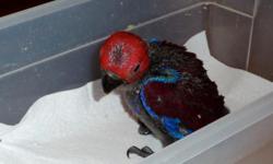 We have a sweet little female Solomon Island Eclectus available. Hatch date 4/27 (estimate). The pictures here are of a previous female ekkies we hand-raised so you can see their coloration and beauty.
About the Solomon Island (SI) Eclectus:
Size: 12-13"