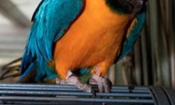 They are extremely tame very easy to handle will step up to anyone.They used to being around small children and used to a busy household. Me and the wife hand-rear all our baby macaws in small clutches so that each one gets lots of human attention at a