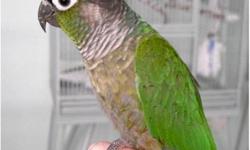 JUST WEANED, HAND FED AND TAME MALE BLUE MUTATION PACIFIC PARROTLET AKA CELESTIAL PARROT AKA POCKET PARROT... PARROTLETS ARE GOOD TALKERS WITH SMALL VOICES AND LOVE TO CUDDLE. NO SHIPPING WILL MEET IN CHELSEA OR VINITA