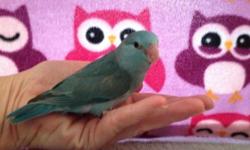 Beautiful blue hand fed, very tame, almost weaned baby parrotlets for sale.
I have three blue female babies for sale. They are split to yellow. Hatch dates beginning on October 6 - October 9,2014. They are almost weaned. Should be ready for placement by