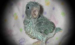 We are hand feeding 2 Baby Blue/Slate Blue Parrotlets. These little ones were hatched on 3-27-13 and will be ready to go their new homes the beginning of June. A 100.00 deposit will hold one for you, with a total cost of 110.00 for females, and 130.00 for