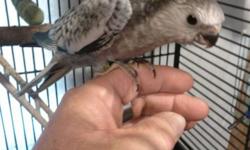 eight week old HAND FED, baby pearl ( white face ) cockatiel. $45 call or text. 602 425 3300