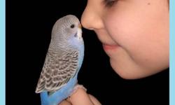 We are a small hobby breeder of hand fed english budgies/parekeets with 15+ years experience in raising sweet and loved babies. At this time we are now taking deposits for our soon to be here summer and fall chicks!
Each baby is hand fed solely by us from