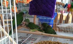 I have 2 Green Quaker parrots recently weaned and ready for new homes now, They are priced at 175 each. They have been hand-fed since one week of age and are very sweet and tame. Please e-mail with any questions. We are located near Bath NY 14810.