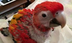 I have three 8-week-old lovebirds available. They are fully weaned and ready for their new homes. They are tame, but a little shy. This will improve with one-on-one attention in their new homes.
The available birds are the two white face lutinos (yellow