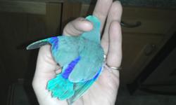 3-17-14 I have several new babies that I just finished hand feeding! they will be ready to go to her new homes! They come to you friendly, healthy and social.
I have blue, light blue, green and green/yellow light pied.
We are hobby breeders and do not