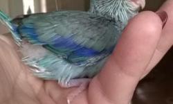 I have a pair of blue baby parrotlets male and female. They are 10 weeks old. Currently being weened. They are super sweet and very tamed. If interested call or text
(830)212-0288