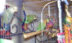 f you are looking for a lovebird to have as a buddy, these will be sweet little lovebugs.Pulled and hand-fed since they were 2 weeks old, they are eating on their own now. They will be $65.00 each and will come with a book if you need one and an new