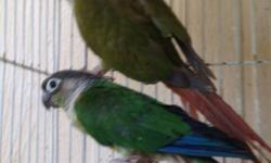 I have 2 baby Pineapple Green Cheek Conures. Very sweet and tame. Hand fed and now weaned. $150 each.......if this ad is up I still have the birds.....Phone calls only please. Thankyou