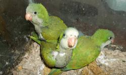 I have one hand fed baby Quaker parrot left weaned , now about 8 weeks old. Perching and eating on it's own.
904-757-0807