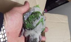 WE HAVE 4 BABY SENEGAL PARROTS CURRENTLY BEING HAND FED WILL BE READY SOON THESE GUYS MAKE SUPER GOOD PETS STOP BY AND CHECK US OUT 9531 JAMACHA BLVD SPRING VALLEY CA 91977 FOR MORE INFO PLEASE CONTACT US AT (619)249-9831 THANK YOU SE HABLA ESPANOL