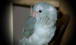 We are hand feeding 1 Baby Slate Blue Parrotlet. This little one was hatched on 3-27-13 and will be ready to go to her new home the beginning of June. A 100.00 deposit will hold one for you, with a total cost of 110.00 for females. (deposit goes towards