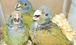 SWEET Blue Headed Pionus babies and will be ready for their new homes In February. Currently hand feeding. Deposit will hold your baby till it is weaned and can also make payments. These birds are active independent birds and make excellent apartment or