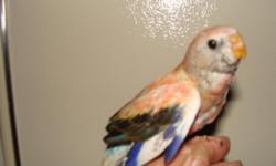 I have 2 Rosie and 2 visual Normal split to Rosie Bourkes Parakeets that are weaned and ready for a new home. They were hand fed and tame, just learning to step up. Bourke?s parakeets are friendly and smart. Known as a very sweet, gentle, and good-natured