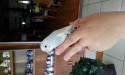 Hand fed Latino cockatiel hand tame very sweet true red eyed latino if interested please call or text 727-858-4913 also have a baby to hand feed for 35