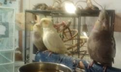 we have baby and adult cockatiels some are avairy raised and some are handfed. starting at 40 going up to 129.95