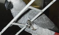 Ready for her new home for Christmas a beautiful Female Congo African Grey that is hand fed. She is eating on her own lots of fruits and vegetables. Loves to give kisses!!! Hatched on Aug 8th and has been tested for PBFD and Chlamydia. Loves to cuddle and