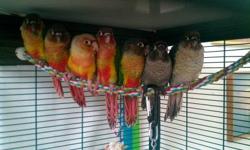 Hand fed Hand Tame Pineapple Green Cheek Conures .All are from my breeder pairs.$120.00 each and the one hight red factor pineapple is $140.00. PRICES ARE FIRM And Cash only.. weened on Zupreem natual pellets,seeds and fruits, veg. They are unsexed.