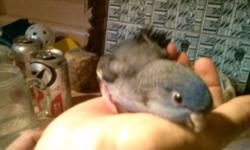 I am hand feeding 3 parakeets after a break from keets for a while. They are bright yellow. Picture of previous birds I sold. 25 percent deposit to hold until weaned. Can text pictures.
Weaned on lots of fresh foods as well as volkmans seed and zupreem.