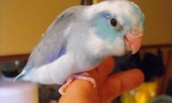 THESE SOLD, BLUE PIEDS; Hand feeding Blue pastels now; 25 PERCENT DEPOSIT To Hold Birds ; pictures are of last clutch of blue Pieds. Weaned on excellent foods!!&nbsp;
www.missysbirds.com