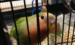 I have four beautiful Peach Face lovebirds for sale they are all hand fed and just weaned. Will also have 5 slate lovebirds ready around the first of next month. They are very friendly and make great pets. Lots of personality.