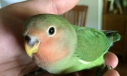 I have two hand fed baby peach faced lovebirds left from my spring clutch. They are very friendly and affectionate. You can call or text me at 859-707-3682. If i do not answer please leave a message.