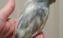 Hello & thank you so much for looking at our ad! We have two turquoise pied female Pacific Parrotlets available. These little girls are super sweet & are already step up trained. They are beautiful & the pictures don't do them justice. They were talking