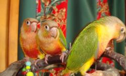Hand Fed Pineapple and Yellow Sided Green Cheek Conure babies weaned and ready for new homes. Very Sweet and stepping up well.
Will come with food and toys. 275 each.