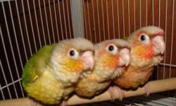 I have a few hand fed Pineapple Green Cheek Conures that are weaned and ready for new homes. They are very sweet and learning to step up. Each will come with food, toys, DNA Certificate and a free Vet visit. 275 each.