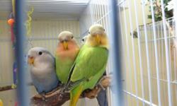 Hand fed Tame Baby Lovebirds - $65-$85
I have 3 whiteface medium violet blue lovebirds that are clutch-mates. 7-8 weeks old. $65 All are tame but not finger-trained yet. Will be very easy to do.
I have 2 Opalines that are the sweetest of all my babies.