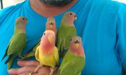 I have several types of hand fed babies ready for their new home.
4 beautiful and extremely sweet tame and will go to anyone baby lovebirds. Peach face, they even come when you call them. Yellow with red eyes $75, Green with peach face $65 each.
3 Violet
