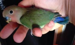 Parakeet $20
Lovebirds $30, $40 and cockatiels $40
Call or text 305-975-7887