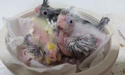 Lovebirds and cockatiels $40
Rosie bourke $80
Call or text me 305-975-7887