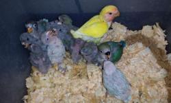 Lovebirds and cockatiels $40, $50
Red rump $100
Rosie bourke $80
Call or text 305-975-7887
