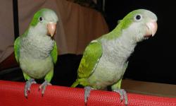 I have 2 Sweet Hand Feed baby Quacker Parrots for sale.They are ready for there new home.They are know for the best talking small parrot.For more info call are e-mail me.